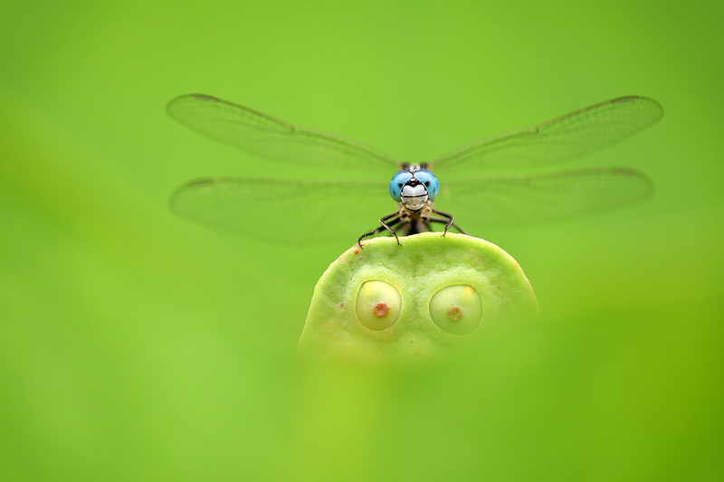 This finalist, “Blue Eyes, Green Eyes,” hails from China. The dragonfly is sitting on a lotus head.